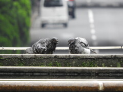密会