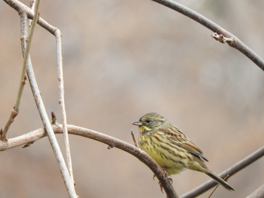 アオジさん