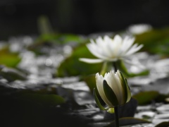 次に咲くのは私です