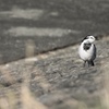 かわいく撮ってね♪