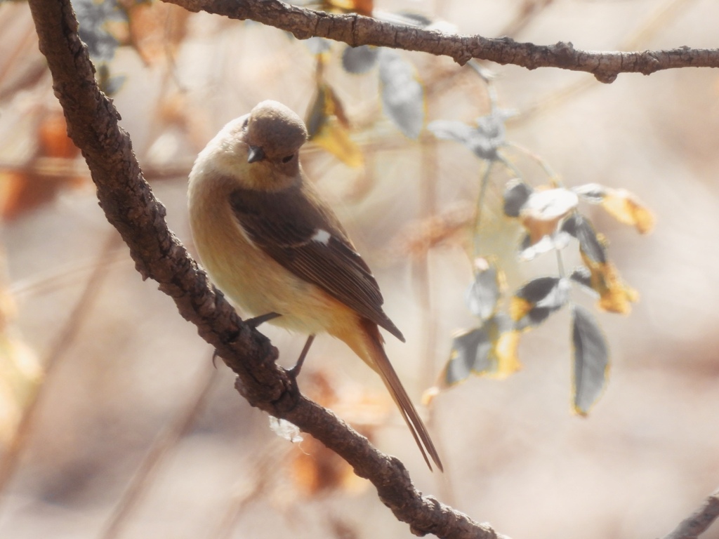 わたしも　さみしいの♪