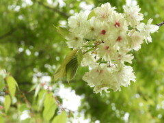 御衣黄桜