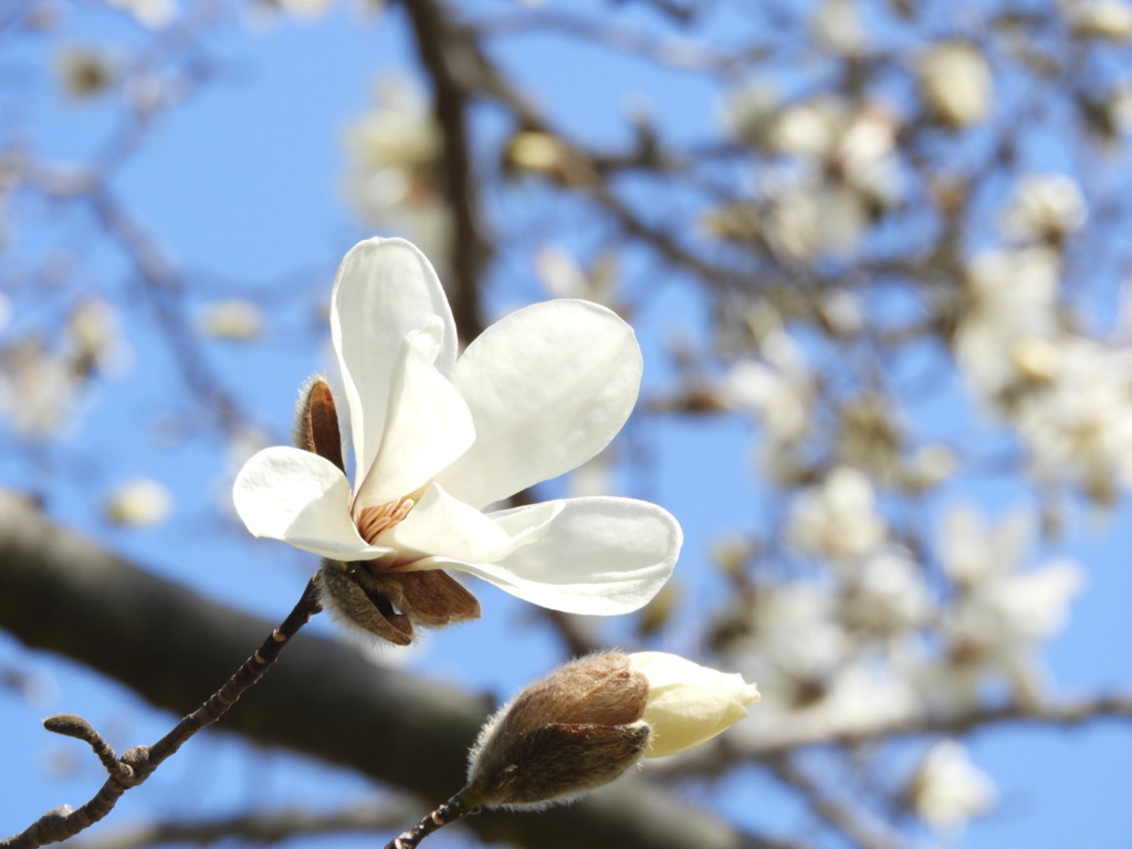 白い花がいっぱい咲きました(^^)