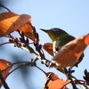 メジロさんと 紅葉狩り。