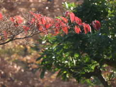 ハナミズキ・・秋色に