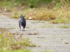秋色の散歩道^ ^