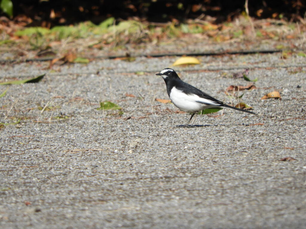 僕は冬鳥？