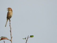 モズの高鳴き７５日