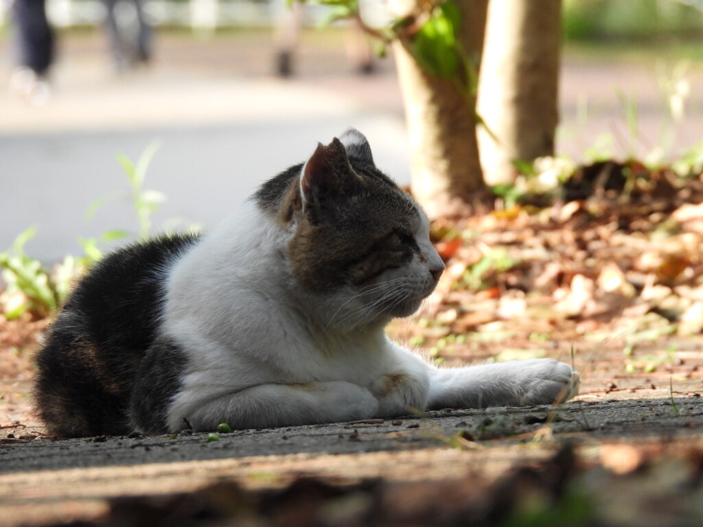 みんなでお散歩にゃん♪