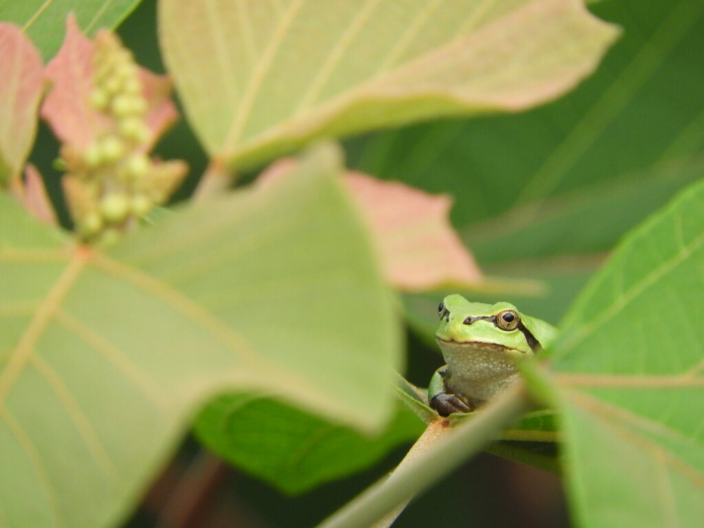ひとあめ欲しいな～ｹﾛｯ