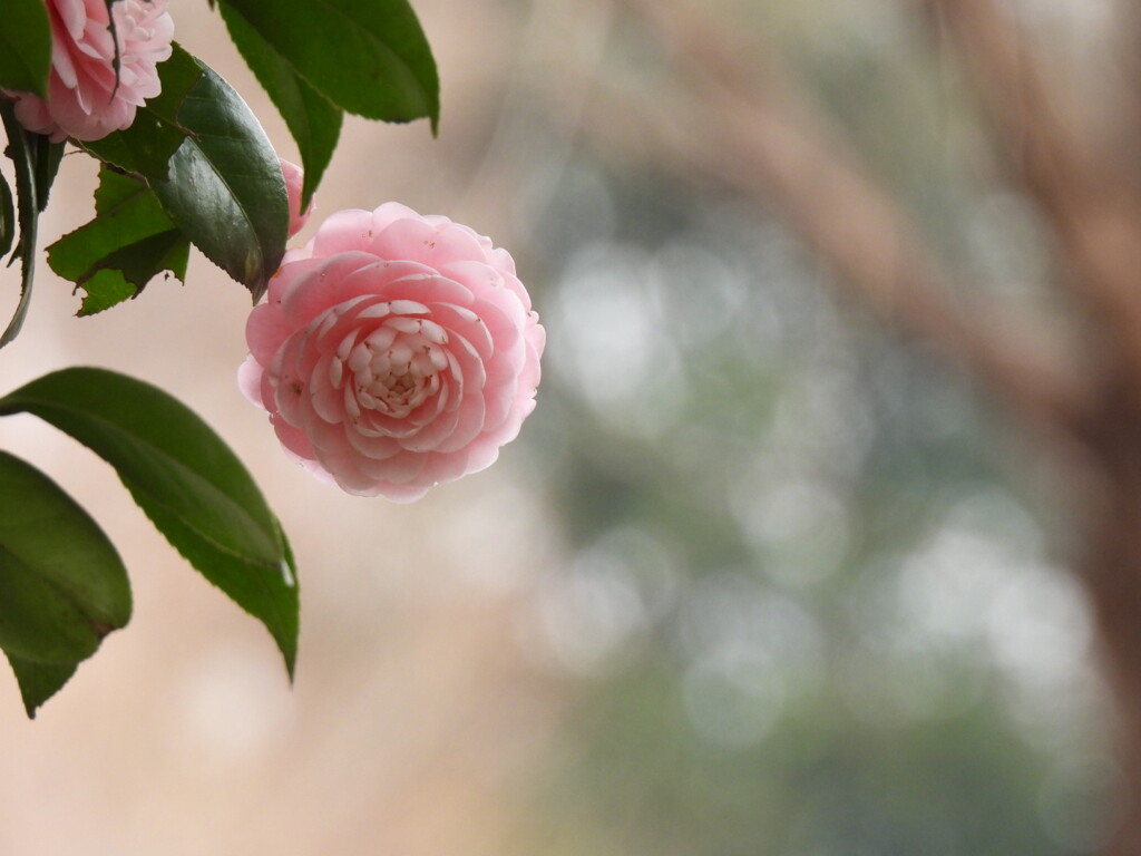 そっと輝く♪