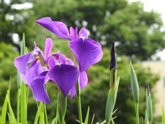 花菖蒲　始めました～♪