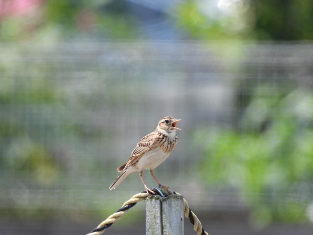 ヒバリのように元気よく♪