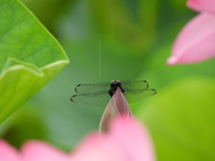 蓮の花 始めましたー２