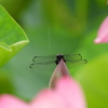 蓮の花 始めましたー２