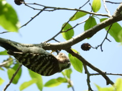 コンコン♪ 工事中