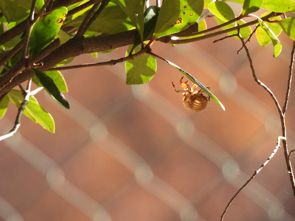 夏の忘れ物...。