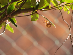 夏の忘れ物...。