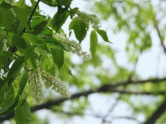 桜...上溝桜