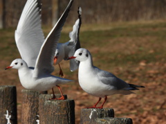 赤い靴を履いて♪
