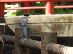 みてみて～っ ボクの尾羽♪