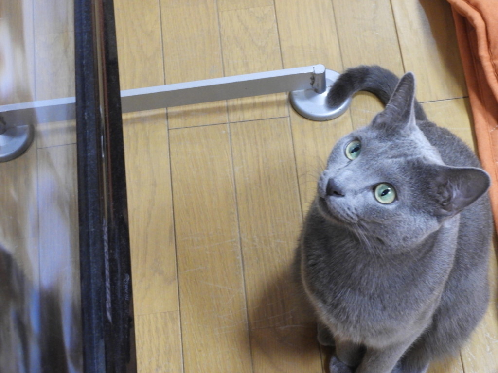 「ダーウィンが来た！」大好きニャの～