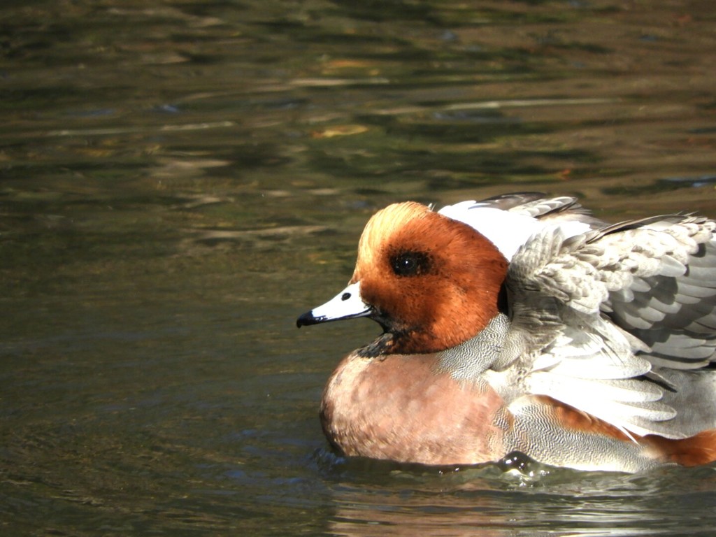水辺の鳥さんー１