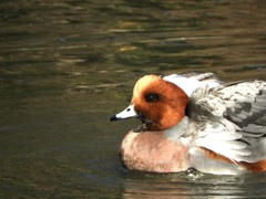 水辺の鳥さんー１
