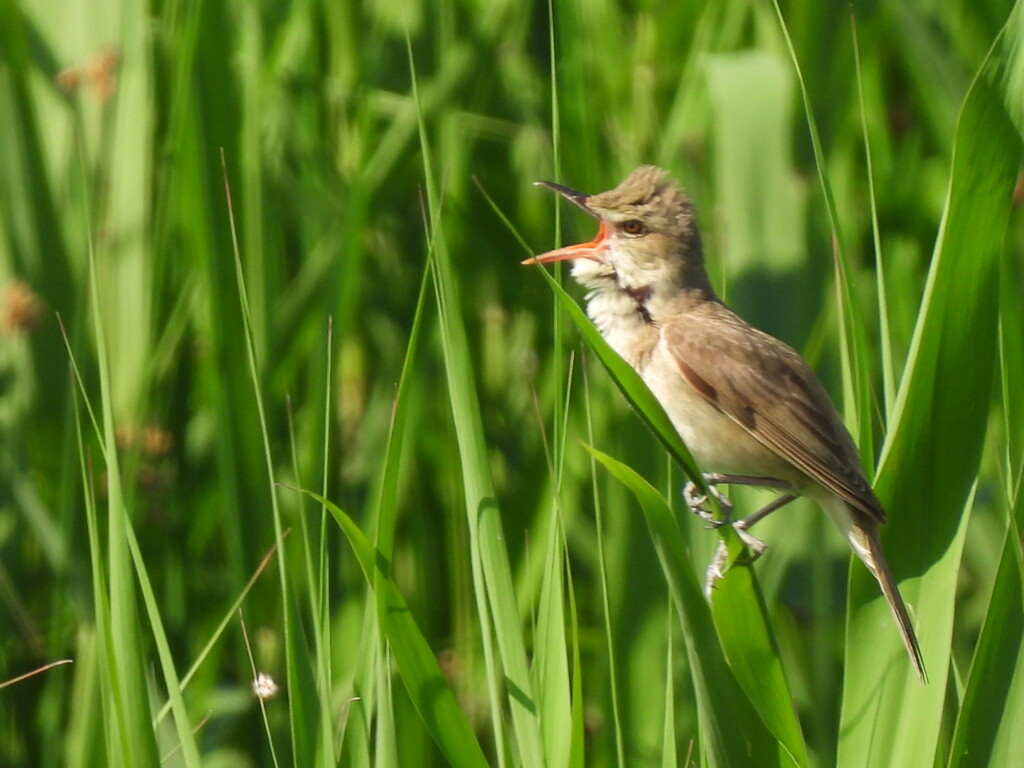 ギョギョ♪ギョギョシ♪