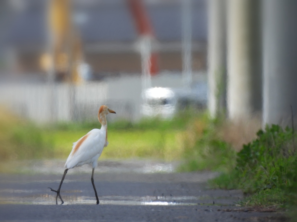 手をあげて横断歩道を渡りましょ♪(笑)