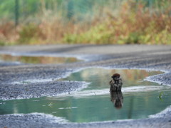 水浴び中(チュン) ①