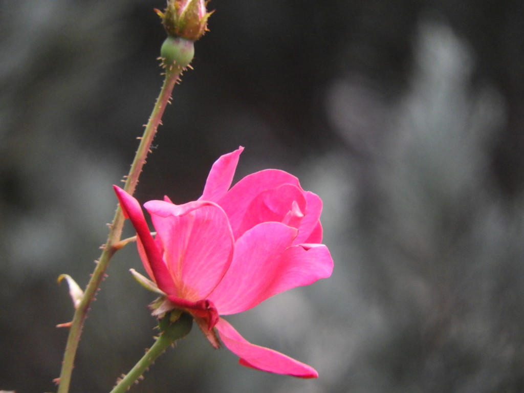 ピンクの薔薇