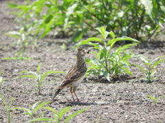 ヒバリさん 何かゲット！