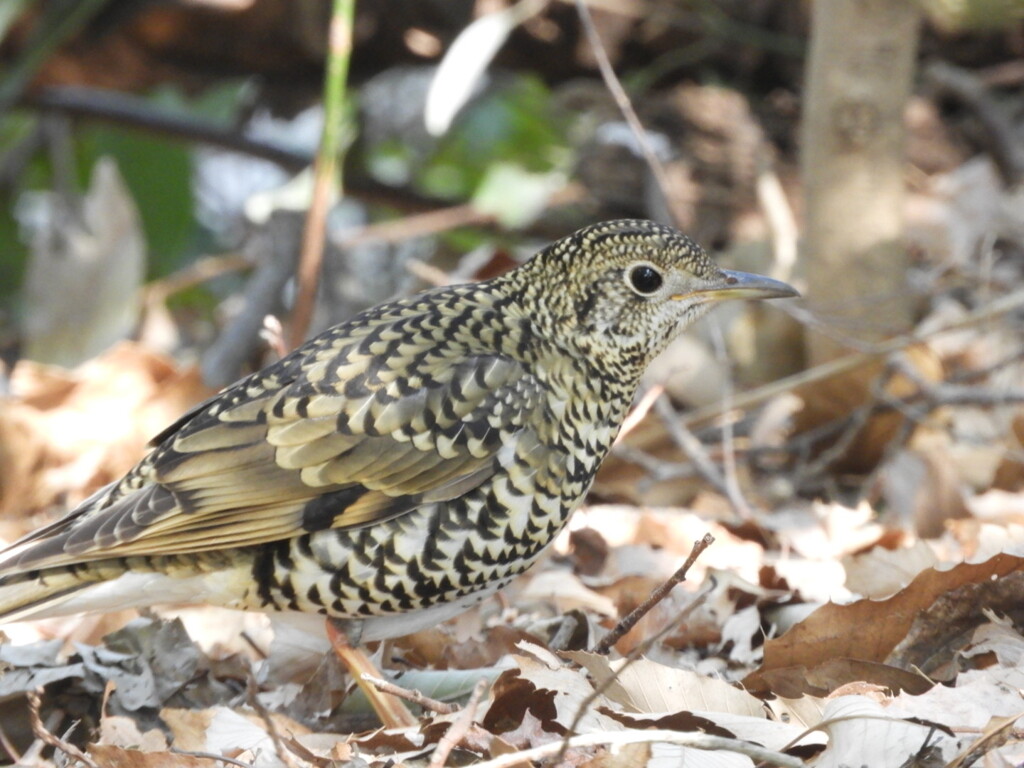 トラちゃんに逢えました。