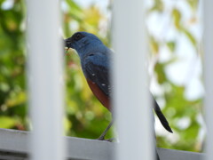 ご飯持ってくよ～♪