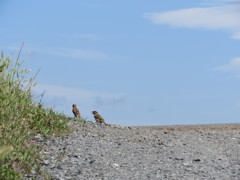 僕たちの夏休み