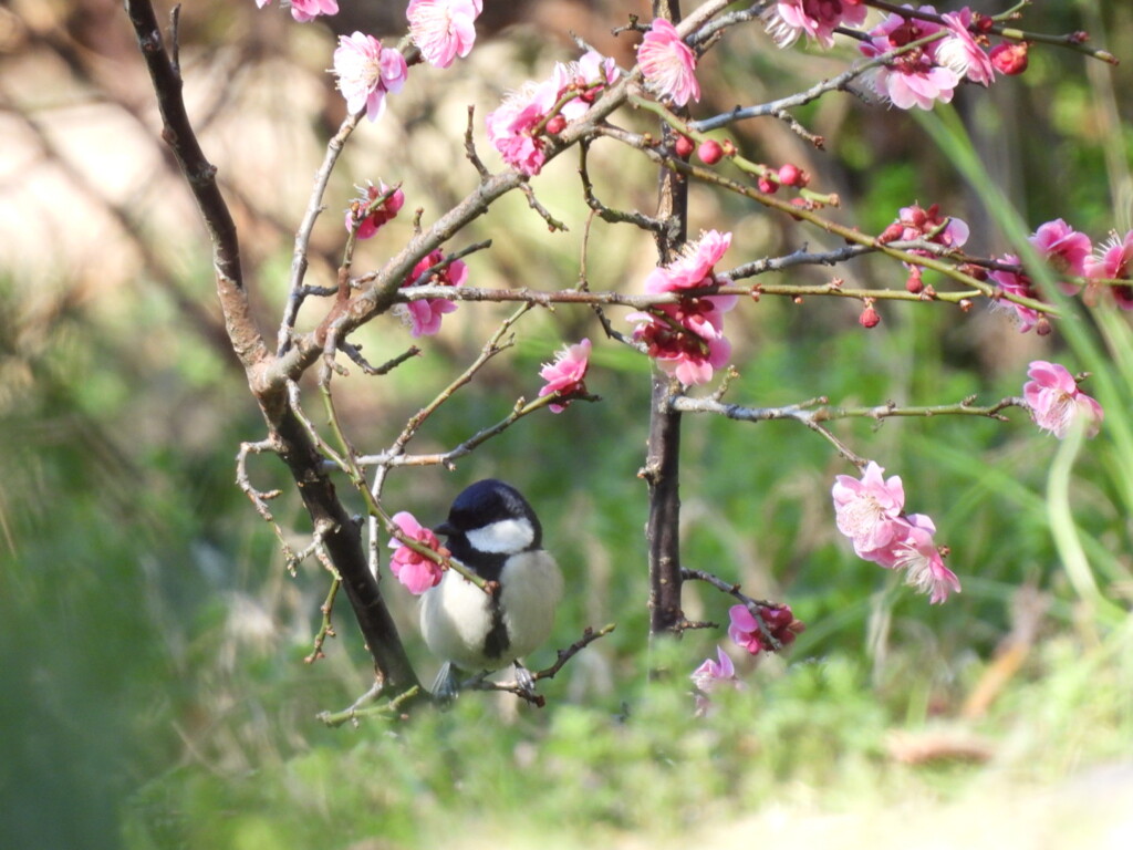 春が来たよ～♪