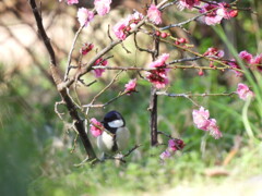 春が来たよ～♪