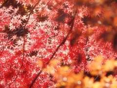 キラキラ☆紅葉