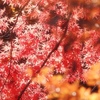 キラキラ☆紅葉