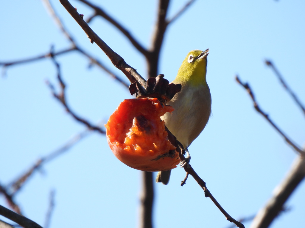 柿は美味しいよ～^^