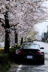 桜とP