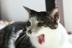 あくび