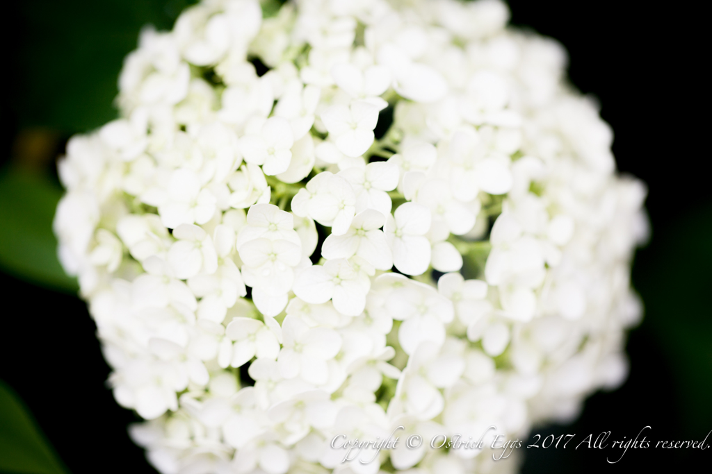 紫陽花