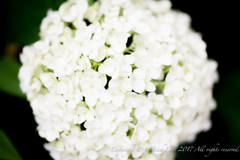 紫陽花
