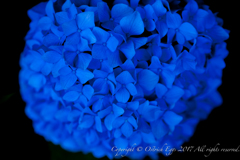 紫陽花