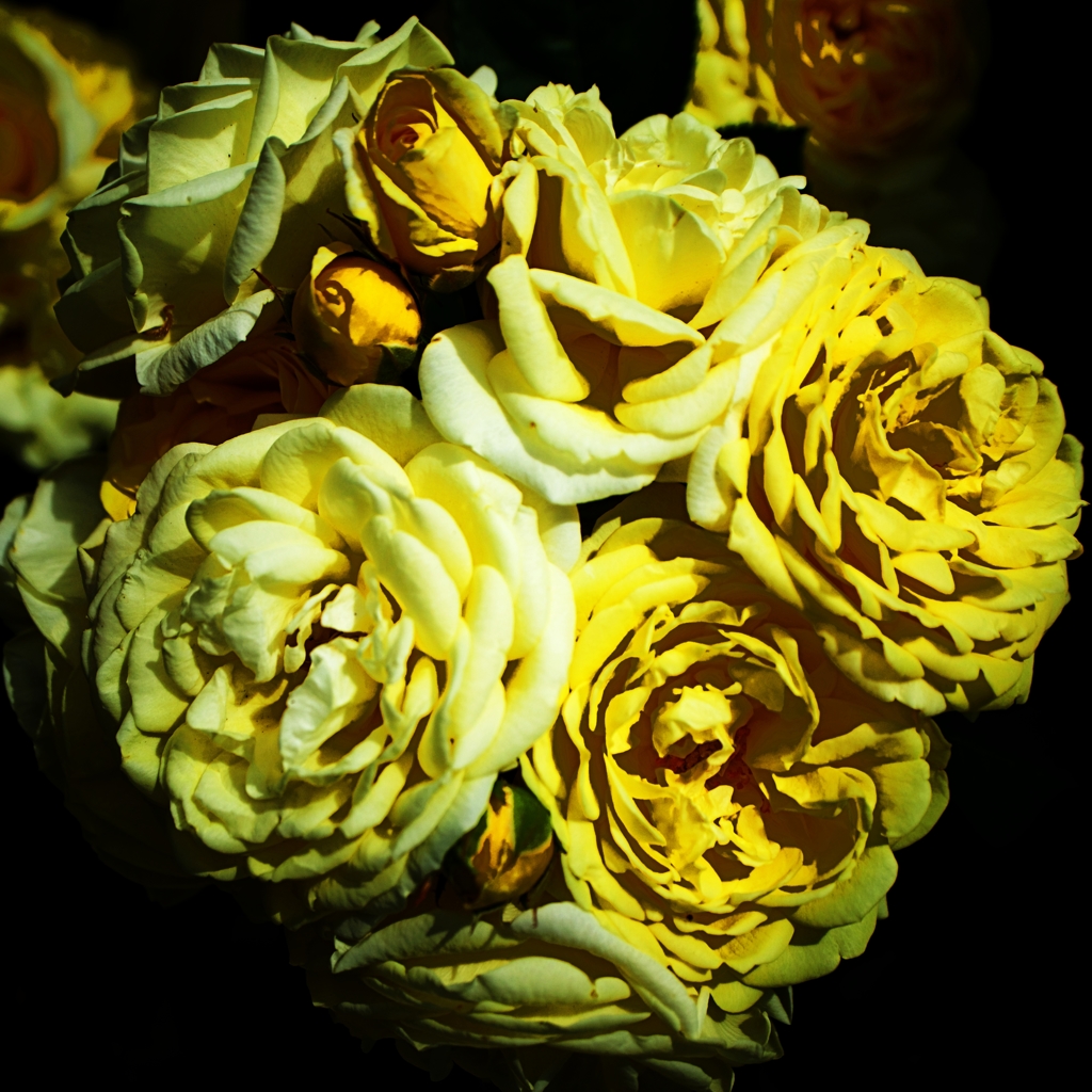 自然の花束