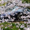 桜とP