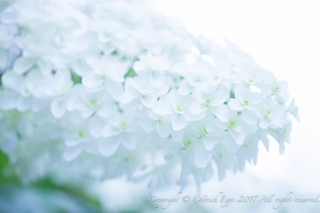 紫陽花