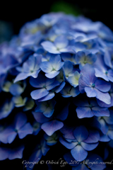 紫陽花